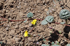 Cistanthe longiscapa