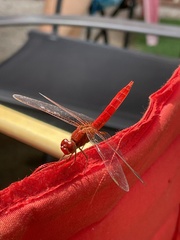 Crocothemis erythraea