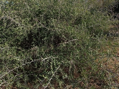 Ziziphus lotus
