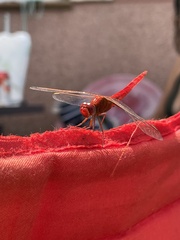 Crocothemis erythraea