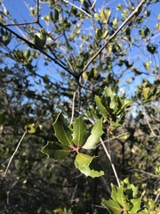 Quercus wislizeni