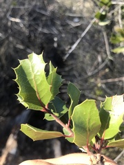 Quercus wislizeni