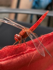 Crocothemis erythraea