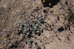 Cistanthe longiscapa