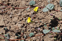 Cistanthe longiscapa