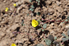 Cistanthe longiscapa
