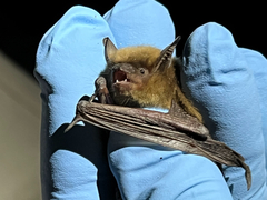 Myotis occultus
