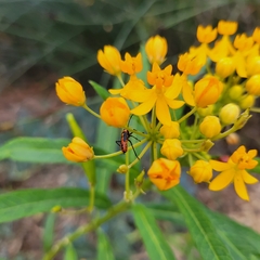 Oncopeltus fasciatus