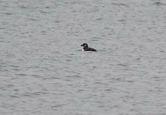 Fratercula corniculata