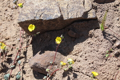 Cistanthe longiscapa