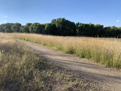 Bothriochloa ischaemum