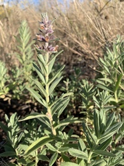 Stachys rothrockii