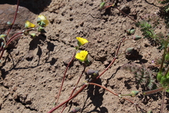 Cistanthe longiscapa