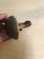 Xerocomellus mendocinensis