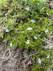 Scaevola albida