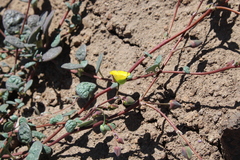 Cistanthe longiscapa