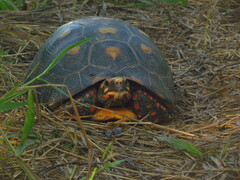 Chelonoidis carbonarius