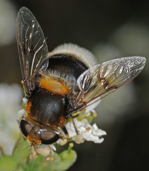 Eristalis intricaria