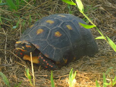 Chelonoidis carbonarius