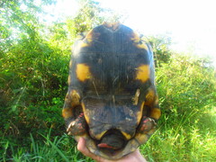 Chelonoidis carbonarius