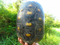 Chelonoidis carbonarius