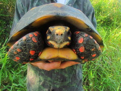 Chelonoidis carbonarius