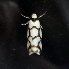 Scaptesyle dichotoma