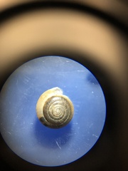 Ventridens ligera