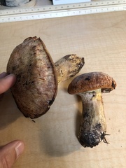 Suillus caerulescens