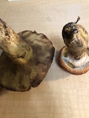 Suillus caerulescens
