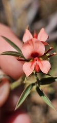 Indigofera complanata