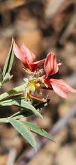 Indigofera complanata