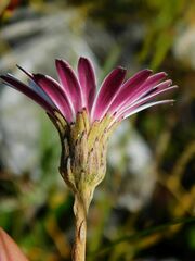 Gerbera serrata