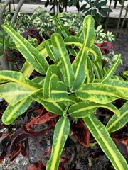 Codiaeum variegatum pictum