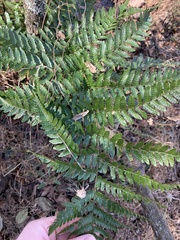 Dryopteris erythrosora