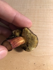 Xerocomellus atropurpureus