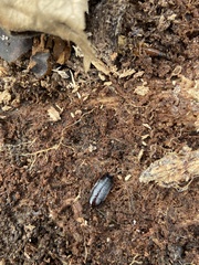 Armadillidium nasatum