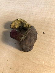 Xerocomellus atropurpureus