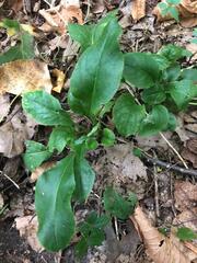 Hesperis matronalis
