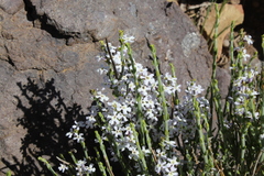 Mulguraea cinerascens