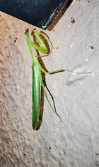 Miomantis