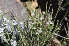 Mulguraea cinerascens