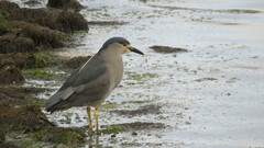 Nycticorax nycticorax