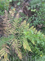 Pteridium