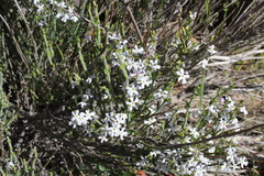 Mulguraea cinerascens