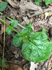 Barbarea vulgaris