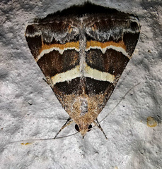 Grammodes stolida