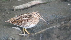 Gallinago magellanica