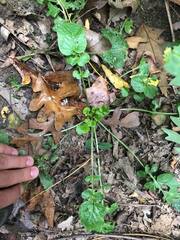 Barbarea vulgaris