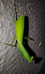 Miomantis